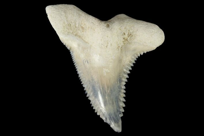 Fossil Shark Tooth (Hemipristis) - Bone Valley, Florida #113792